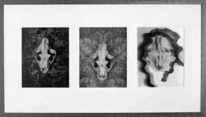 Les contes du Rat après l’orage, Photographies de Jenny Ecoiffier, exposiition
